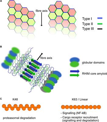 Supramolecular Complexes in Cell Death and Inflammation and Their Regulation by Autophagy